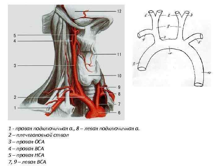 1 - правая подключичная а. , 8 – левая подключичная а. 2 – плечеголовной