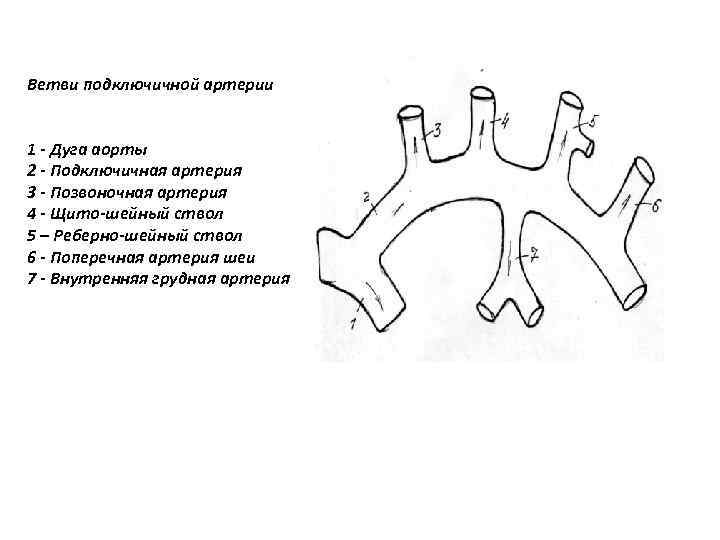 Ветви подключичной артерии 1 - Дуга аорты 2 - Подключичная артерия 3 - Позвоночная
