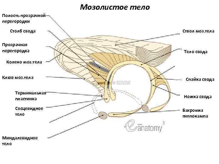 Мозолистое тело Полость прозрачной перегородки Столб свода Прозрачная перегородка Ствол моз. тела Тело свода