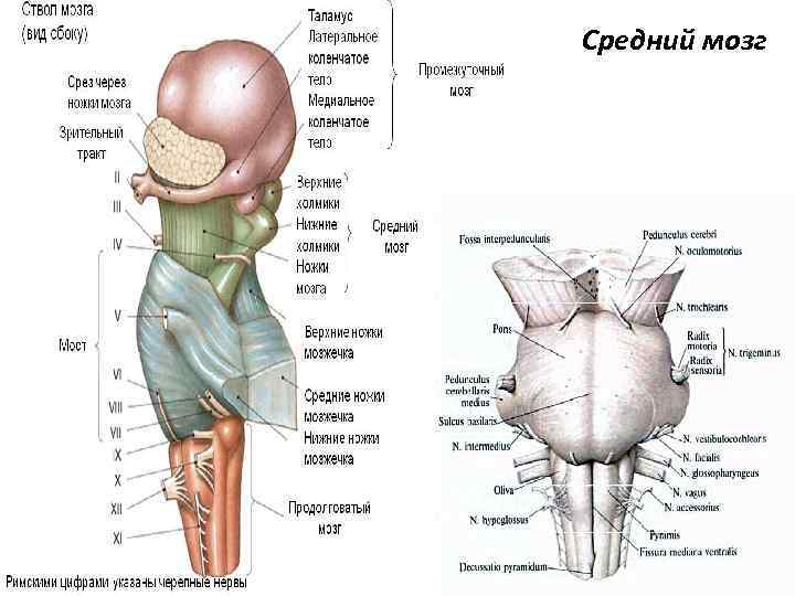 Средний мозг 