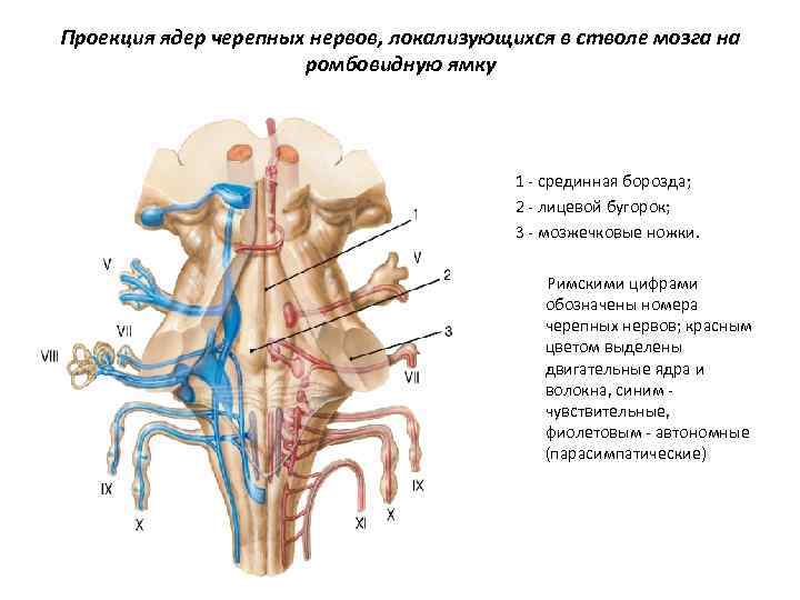 Проекция ядер черепных нервов, локализующихся в стволе мозга на ромбовидную ямку 1 - срединная