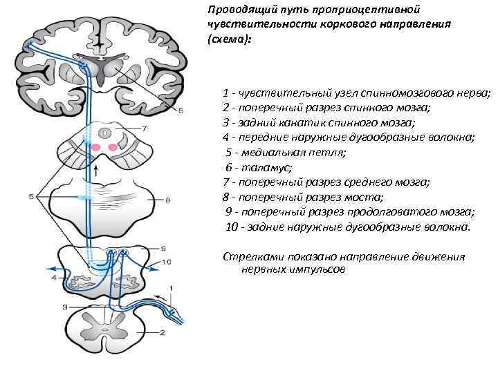 Проводящий путь проприоцептивной чувствительности коркового направления (схема): 1 - чувствительный узел спинномозгового нерва; 2