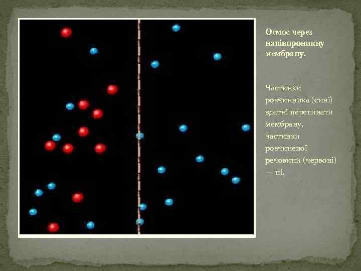Осмос через напівпроникну мембрану. Частинки розчинника (сині) здатні перетинати мембрану, частинки розчиненої речовини (червоні)
