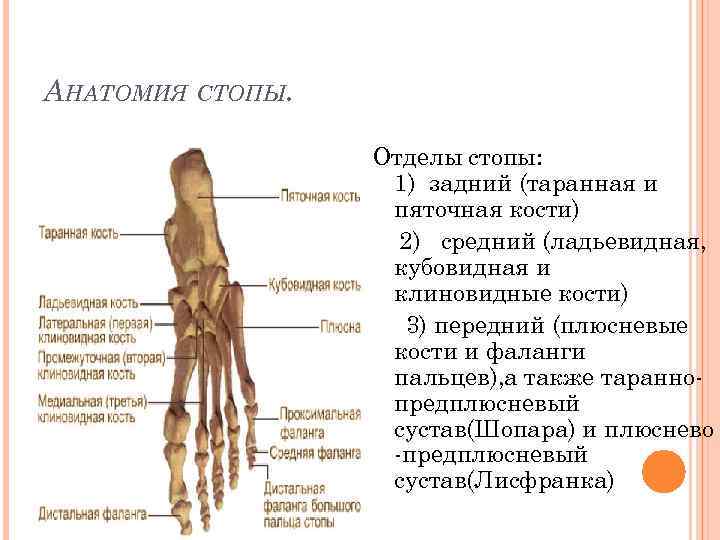 АНАТОМИЯ СТОПЫ. Отделы стопы: 1) задний (таранная и пяточная кости) 2) средний (ладьевидная, кубовидная