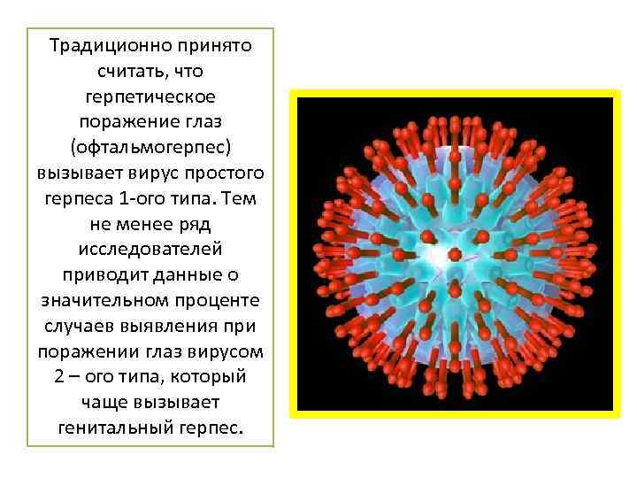 Традиционно принято считать, что герпетическое поражение глаз (офтальмогерпес) вызывает вирус простого герпеса 1 -ого