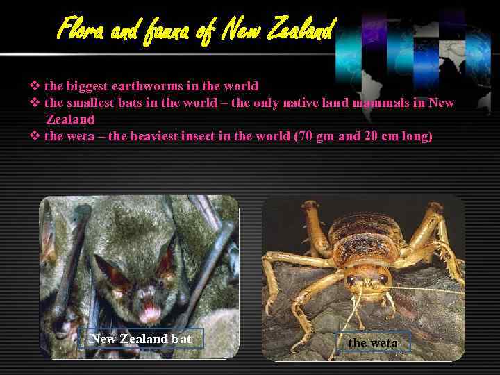 Flora and fauna of New Zealand v the biggest earthworms in the world v
