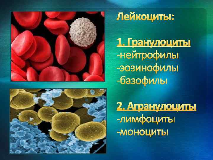 Лейкоциты: 1. Гранулоциты -нейтрофилы -эозинофилы -базофилы 2. Агранулоциты -лимфоциты -моноциты 