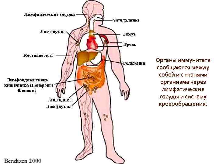 Органы иммунитета сообщаются между собой и с тканями организма через лимфатические сосуды и систему