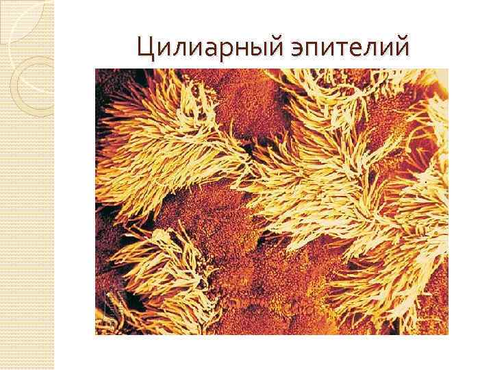  Цилиарный эпителий 