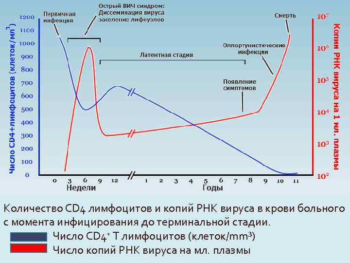 Количество CD 4 лимфоцитов и копий РНК вируса в крови больного с момента инфицирования