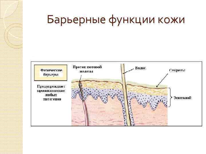 Барьерные функции кожи 
