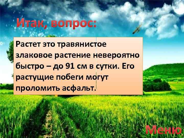 Итак, вопрос: Растет это травянистое злаковое растение невероятно быстро – до 91 см в