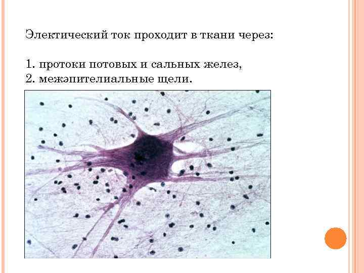 Электический ток проходит в ткани через: 1. протоки потовых и сальных желез, 2. межэпителиальные