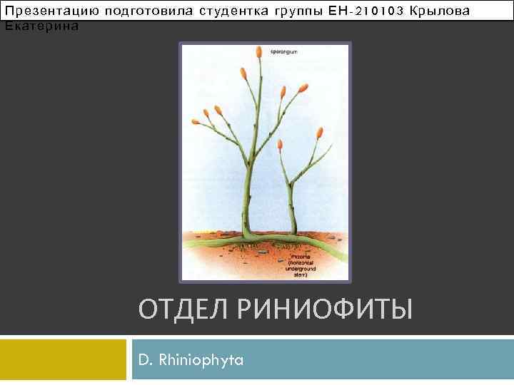 Презентацию подготовила студентка группы ЕН -210103 Крылова Екатерина ОТДЕЛ РИНИОФИТЫ D. Rhiniophyta 