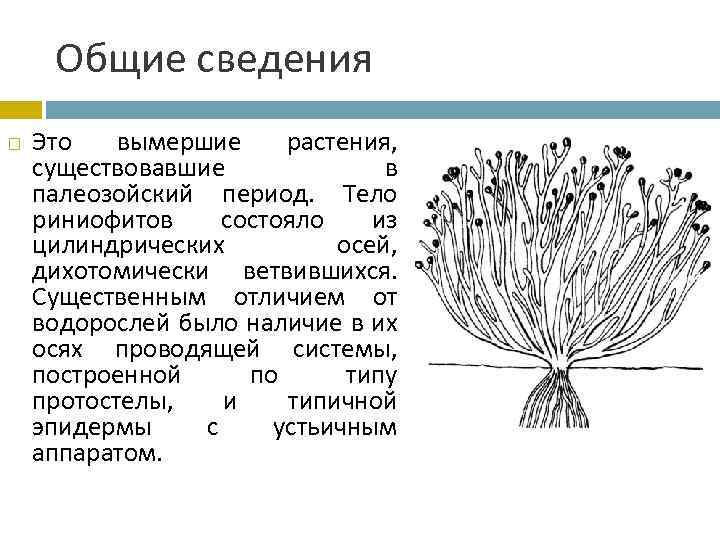 Общие сведения Это вымершие растения, существовавшие в палеозойский период. Тело риниофитов состояло из цилиндрических