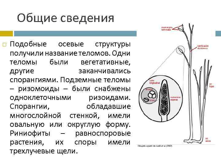 Общие сведения Подобные осевые структуры получили название теломов. Одни теломы были вегетативные, другие заканчивались