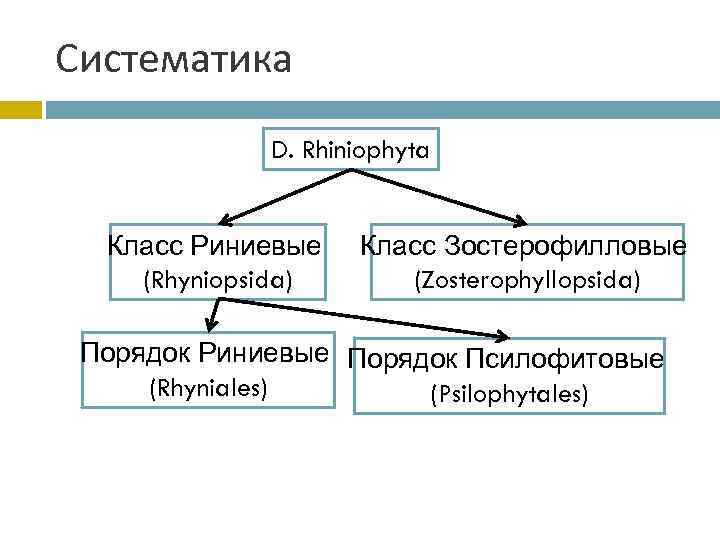 Систематика D. Rhiniophyta Класс Риниевые (Rhyniopsida) Класс Зостерофилловые (Zosterophyllopsida) Порядок Риниевые Порядок Псилофитовые (Rhyniales)