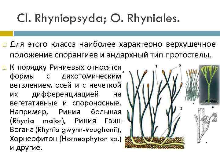 Cl. Rhyniopsyda; O. Rhyniales. Для этого класса наиболее характерно верхушечное положение спорангиев и эндархный