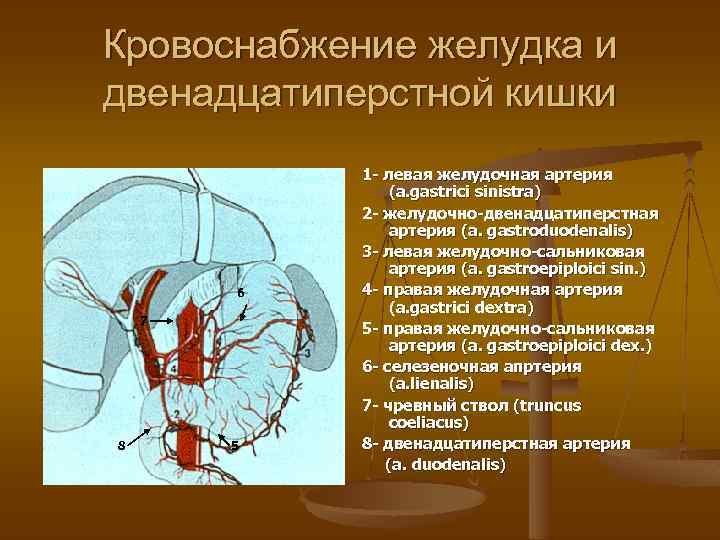 Кровоснабжение желудка и двенадцатиперстной кишки 6 7 8 5 1 - левая желудочная артерия