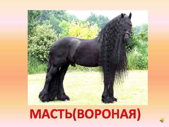 МАСТЬ(ВОРОНАЯ) 