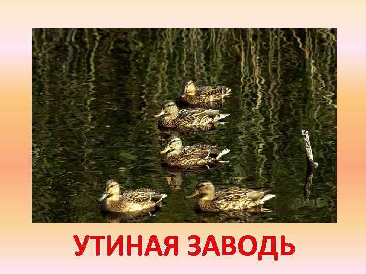 УТИНАЯ ЗАВОДЬ 