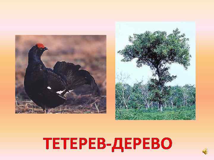 ТЕТЕРЕВ-ДЕРЕВО 