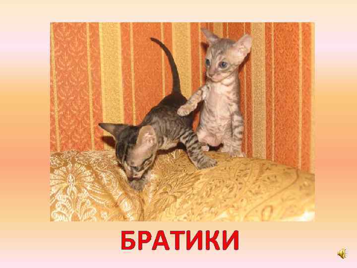 БРАТИКИ 