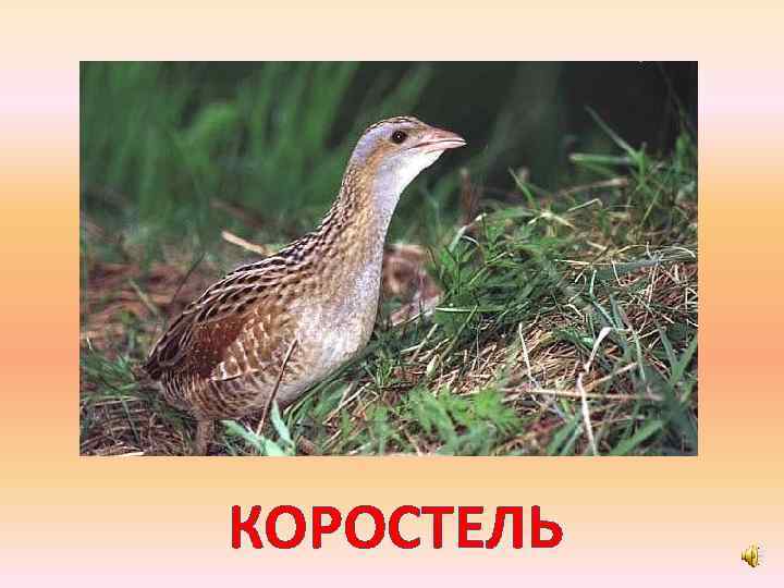 КОРОСТЕЛЬ 