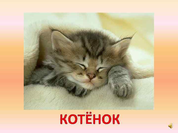 КОТЁНОК 