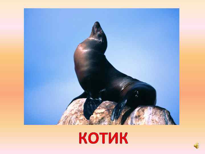 КОТИК 