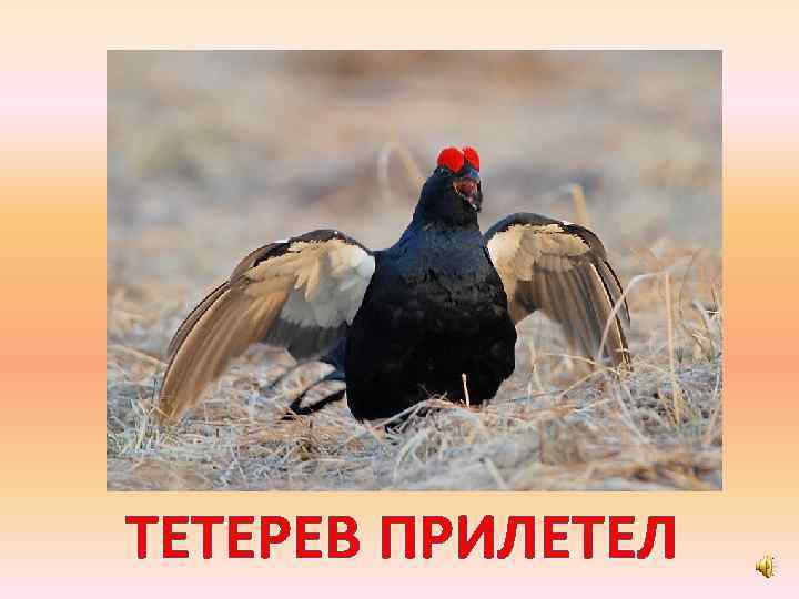 ТЕТЕРЕВ ПРИЛЕТЕЛ 