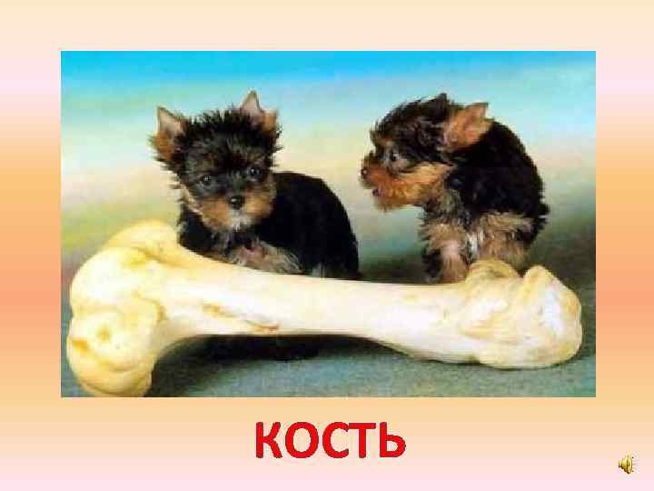 КОСТЬ 