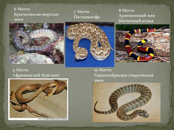 6 Место Крючконосая морская змея 9 Место Африканский бумсланг 7 Место Песчанаяэфа 8 Место