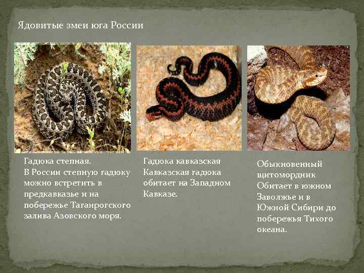 Змеи россии список фото и описание