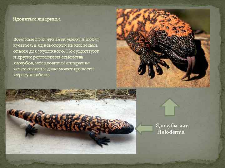 Ядовитые ящерицы. Всем известно, что змеи умеют и любят кусаться, а яд некоторых из