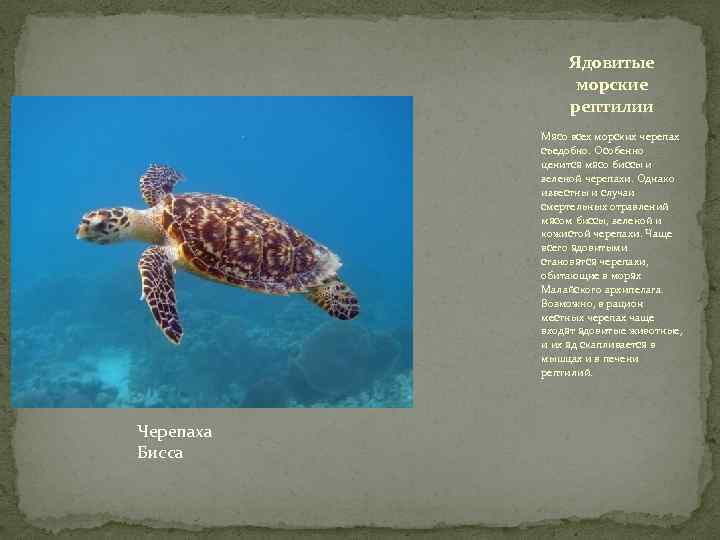 Ядовитые морские рептилии Мясо всех морских черепах съедобно. Особенно ценится мясо биссы и зеленой