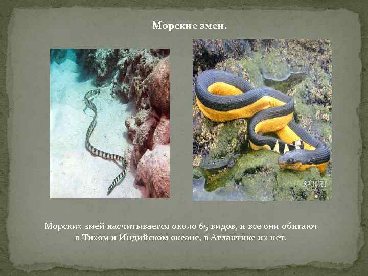 Морские змеи. Морских змей насчитывается около 65 видов, и все они обитают в Тихом