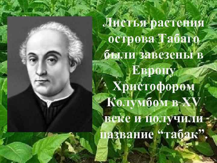 Листья растения острова Табаго были завезены в Европу Христофором Колумбом в XV веке и