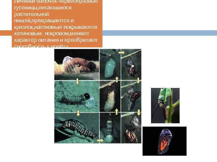 Личинки бабочек-червеобразные гусеницы, питающиюся растительной пищей, превращаются в куколок, насекомые покрываются хетиновым покровом, меняют