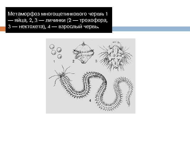 Внешнее строение многощетинковых червей