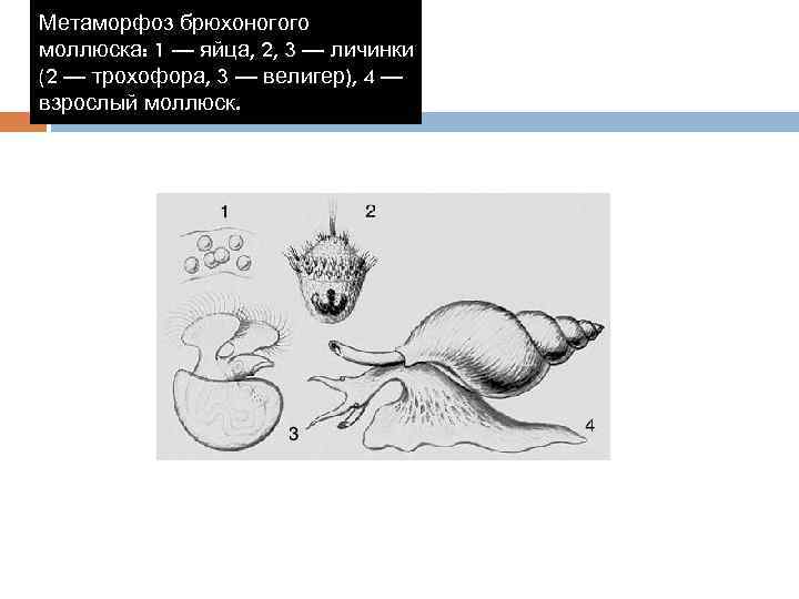 Метаморфоз брюхоногого моллюска: 1 — яйца, 2, 3 — личинки (2 — трохофора, 3