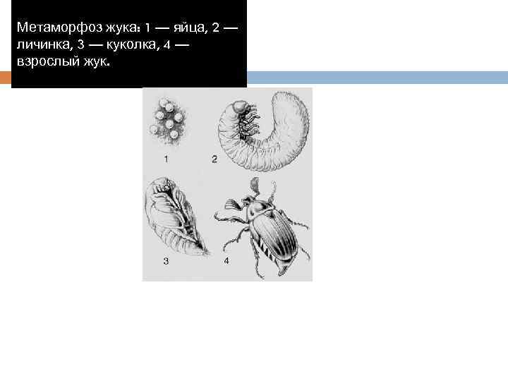 Метаморфоз жука: 1 — яйца, 2 — личинка, 3 — куколка, 4 — взрослый