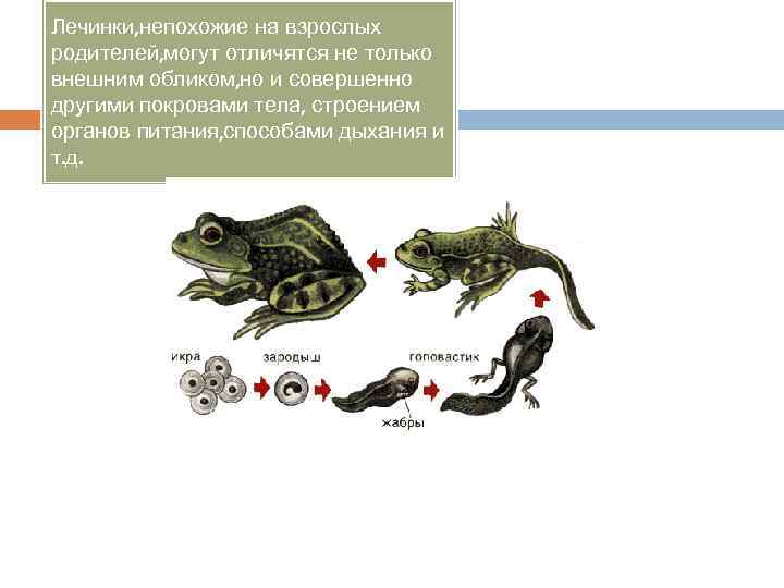 Лечинки, непохожие на взрослых родителей, могут отличятся не только внешним обликом, но и совершенно