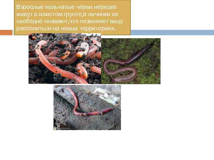 Взрослые кольчатые черви нередко живут в илистом грунте, а личинки их свободно плавают, что