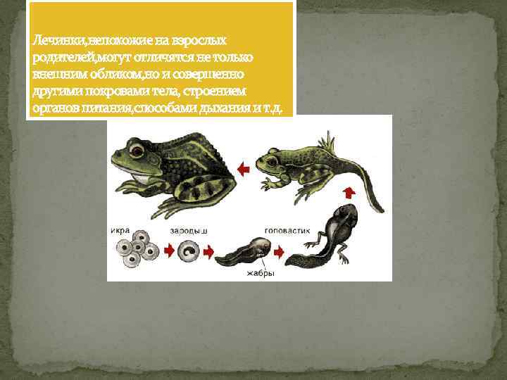 Работа с картиной дитца охота на редис письменное сочинение 3 класс пнш