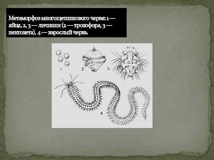 Рассмотрите рисунок 184 учебника назовите животных у которых в цикле развития наблюдается метаморфоз