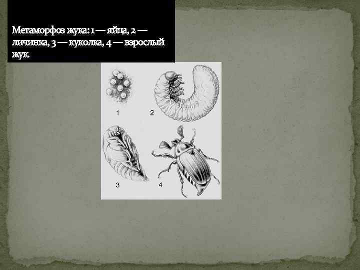 Рассмотрите рисунок 184 учебника назовите животных у которых в цикле развития наблюдается метаморфоз