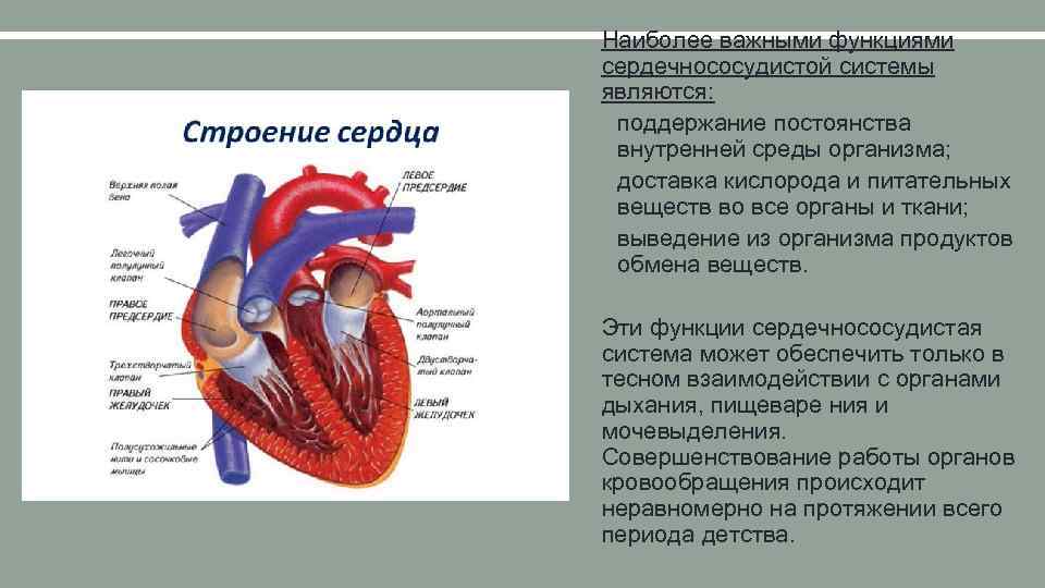 Наиболее важными функциями сердечнососудистой системы являются: • поддержание постоянства внутренней среды организма; • доставка