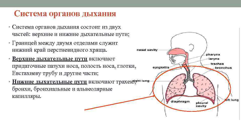 Система органов дыхания • Система органов дыхания состоит из двух частей: верхние и нижние