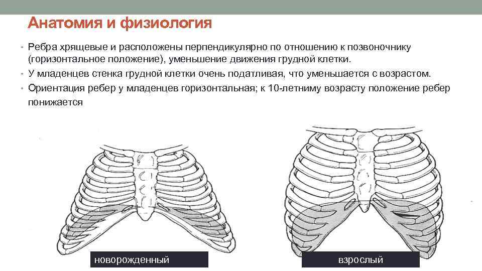 Анатомия и физиология • Ребра хрящевые и расположены перпендикулярно по отношению к позвоночнику (горизонтальное